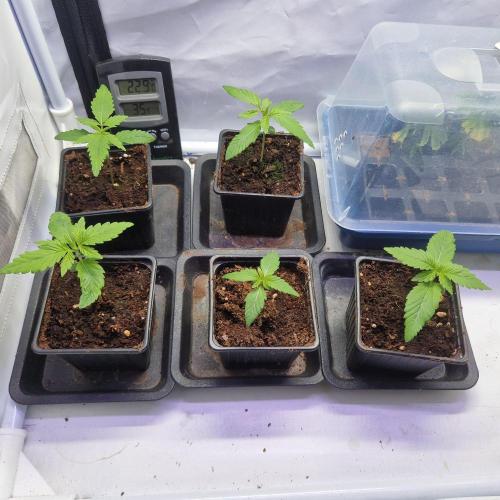Unreleased Champions Mix Auto. Week 0