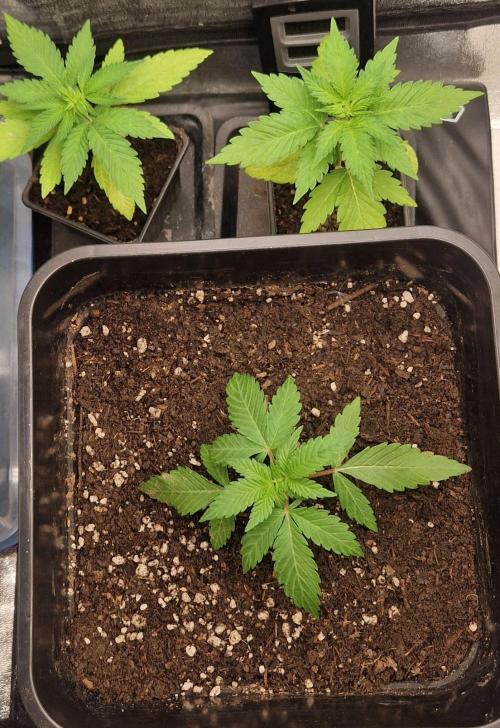 Unreleased Champions Mix Auto. Week 3