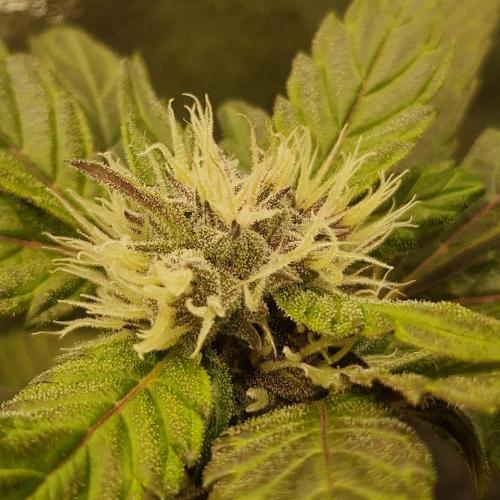 Unreleased Championship Mix. Week 6