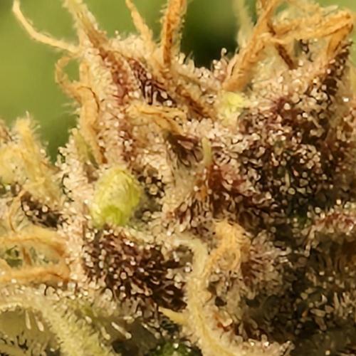 Unreleased Championship Mix. Week 8