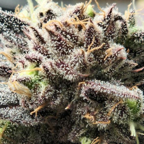 Unreleased Championship Mix. Week 8