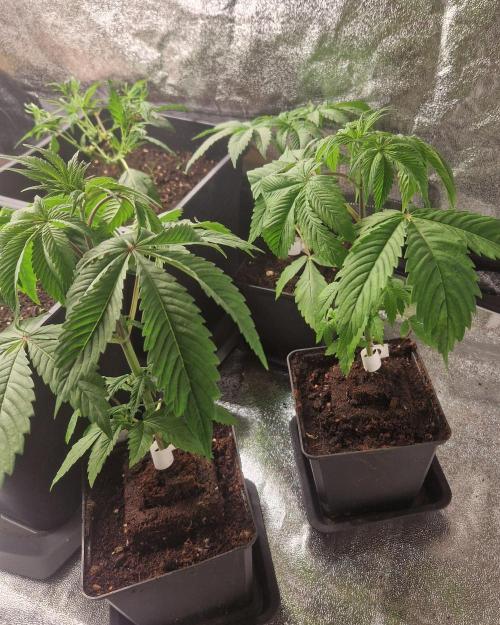 Triple Mint XXL. Week 2
