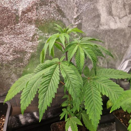 Triple Mint XXL. Week 2