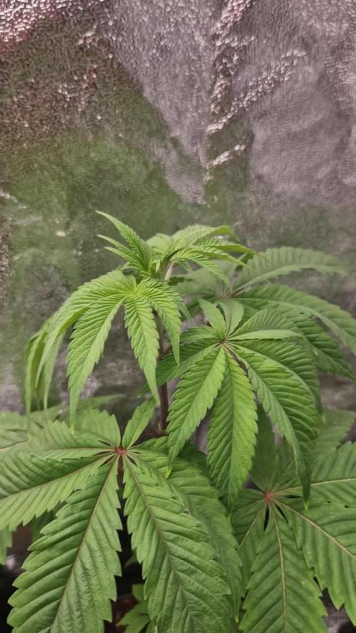 Triple Mint XXL