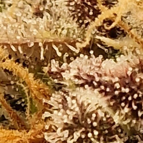Unreleased Championship Mix. Week 10