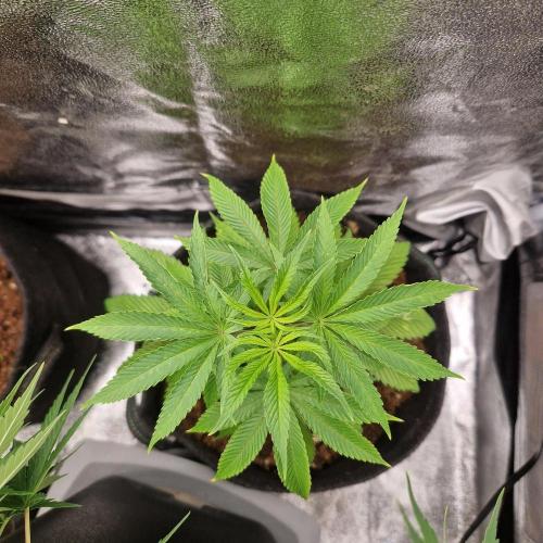Triple Mint XXL. Week 3