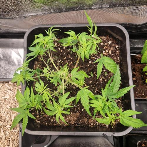 White Widow X The Ultimate. Week 4