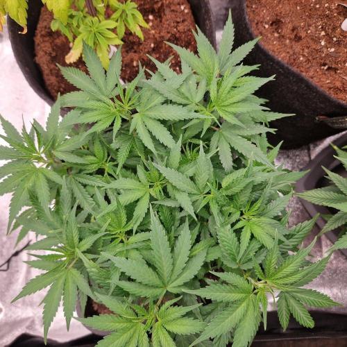 White Widow x The Ultimate. Week 7