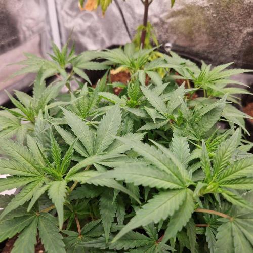 White Widow x The Ultimate. Week 7