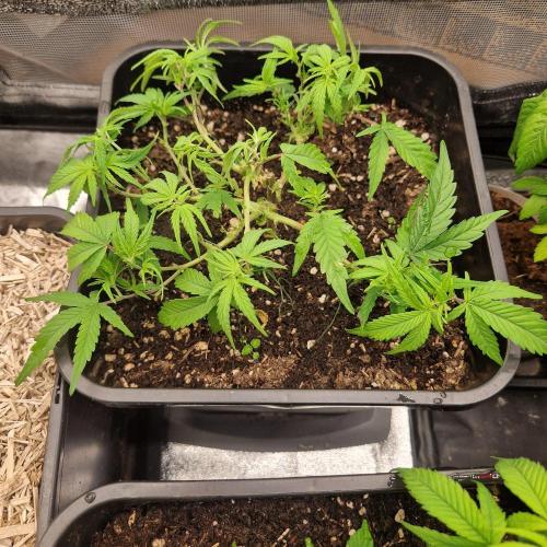 White Widow X The Ultimate. Week 6