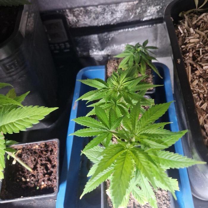 White Widow x The Ultimate. Week 3