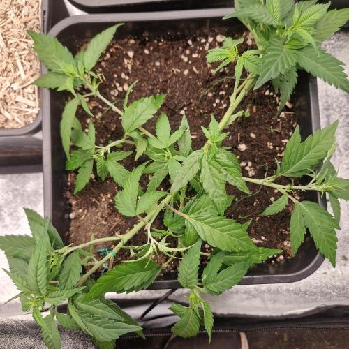 White Widow x The Ultimate. Week 4
