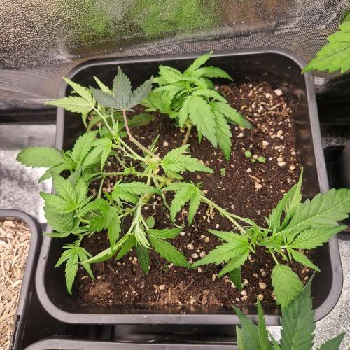 White Widow x The Ultimate. Week 4