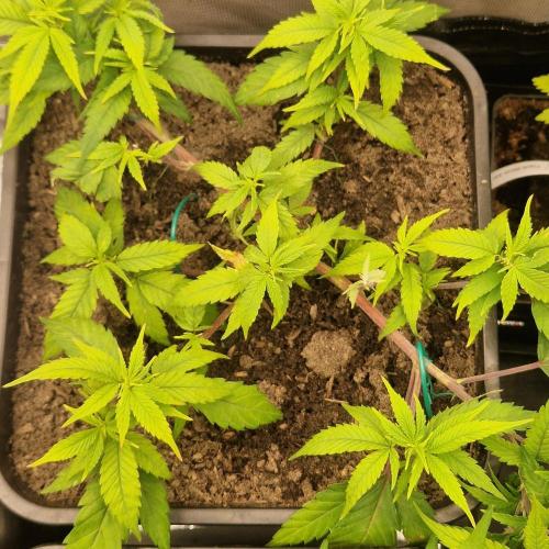 White Widow x The Ultimate. Week 5