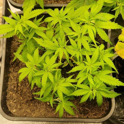 White Widow x The Ultimate. Week 5