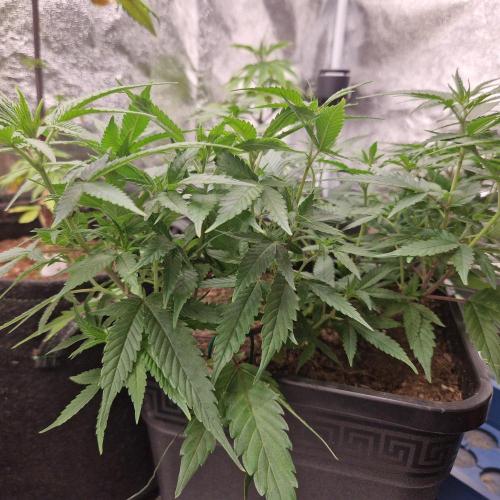 White Widow x The Ultimate. Week 6