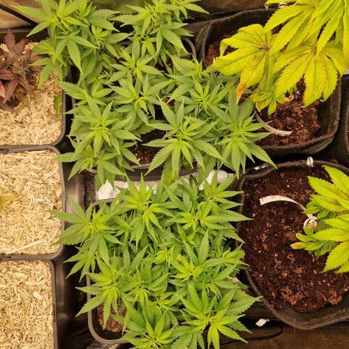 White Widow x The Ultimate. Week 6