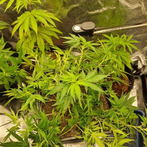 White Widow x The Ultimate. Week 7