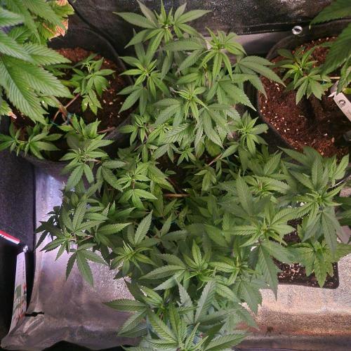 White Widow x The Ultimate. Week 7