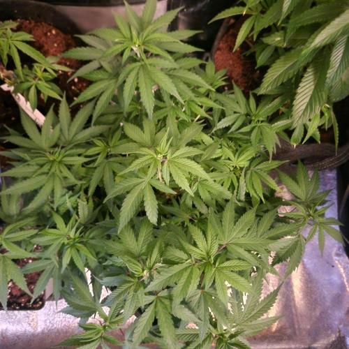 White Widow x The Ultimate. Week 7