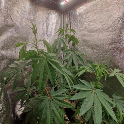 Triple Mint XXL. Week 4