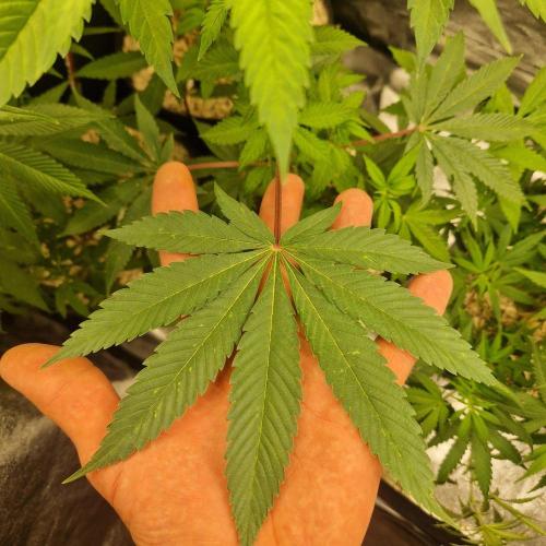 Triple Mint XXL. Week 5