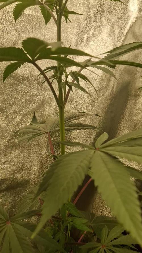 Triple Mint XXL