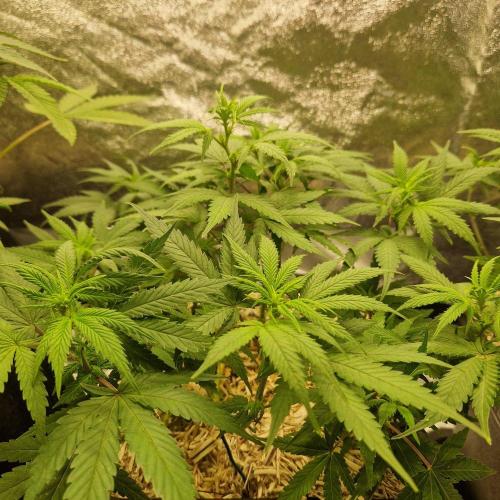 White Widow x The Ultimate. Week 8