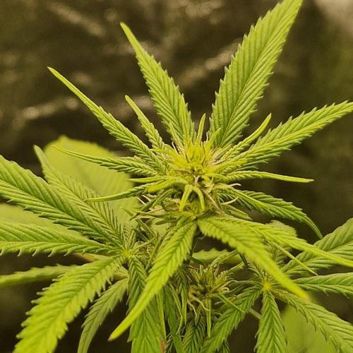 Triple Mint XXL. Week 6