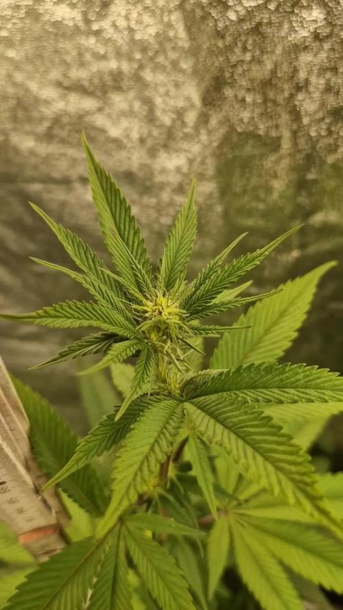 Triple Mint XXL