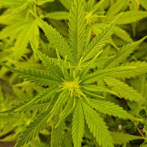 White Widow x The Ultimate. Week 8