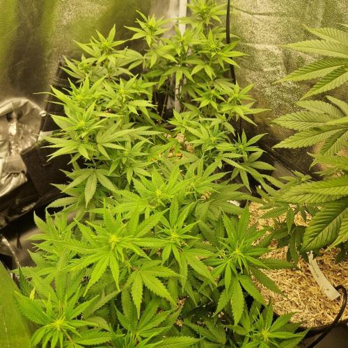 White Widow X The Ultimate Regular. Week 8