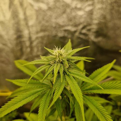 Triple Mint XXL. Week 7