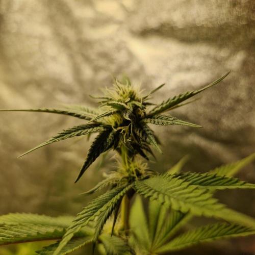 Triple Mint XXL. Week 7