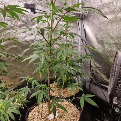 Triple Mint XXL. Week 7