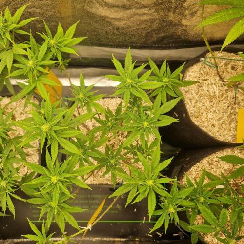 White Widow x The Ultimate. Week 10