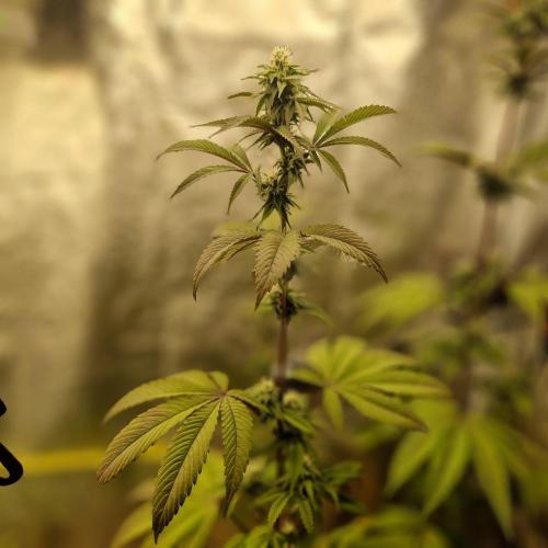 Triple Mint XXL. Week 7