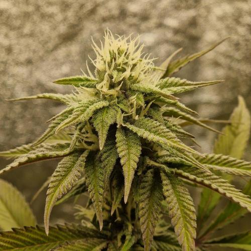 Triple Mint XXL. Week 7