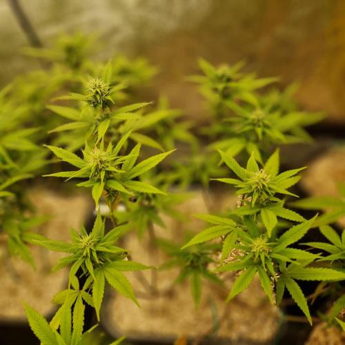 White Widow x The Ultimate. Week 10
