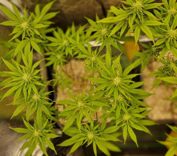 White Widow x The Ultimate. Week 10