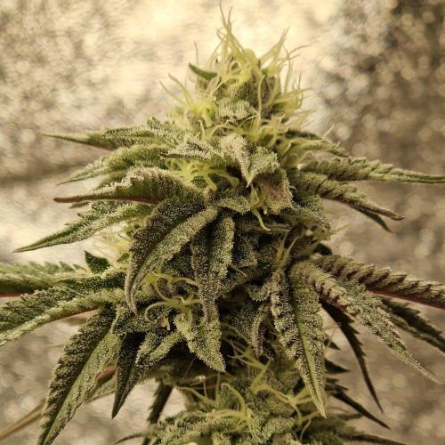 Triple Mint XXL. Week 8