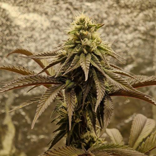 Triple Mint XXL. Week 8
