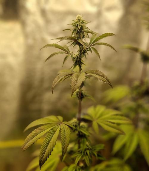 Triple Mint XXL. Week 8