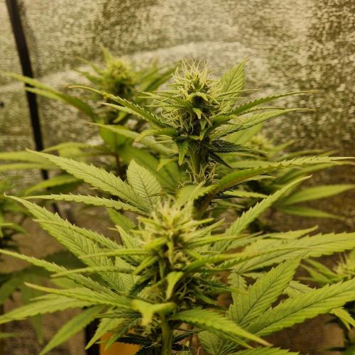 White Widow x The Ultimate. Week 11