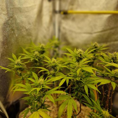 White Widow x The Ultimate. Week 11