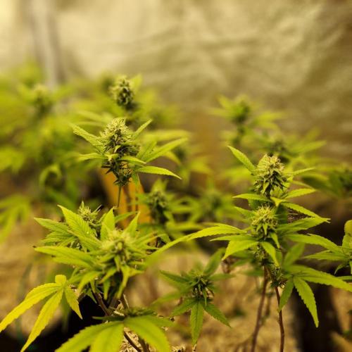White Widow x The Ultimate. Week 11
