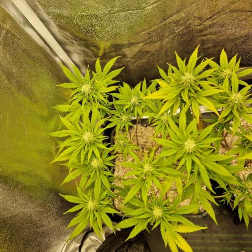 White Widow X The Ultimate Regular. Week 11
