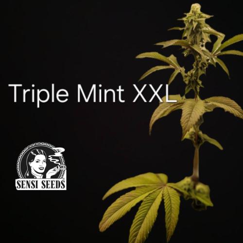 Triple Mint XXL. Week 1
