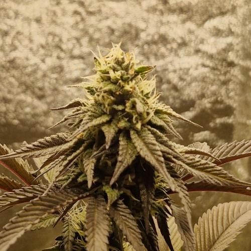 Triple Mint XXL. Week 9
