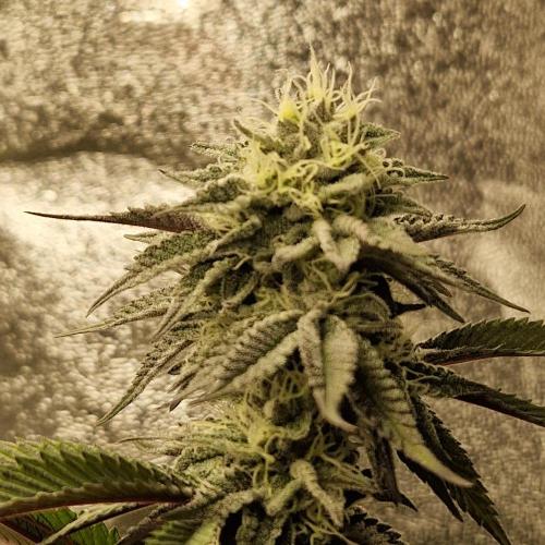 Triple Mint XXL. Week 9
